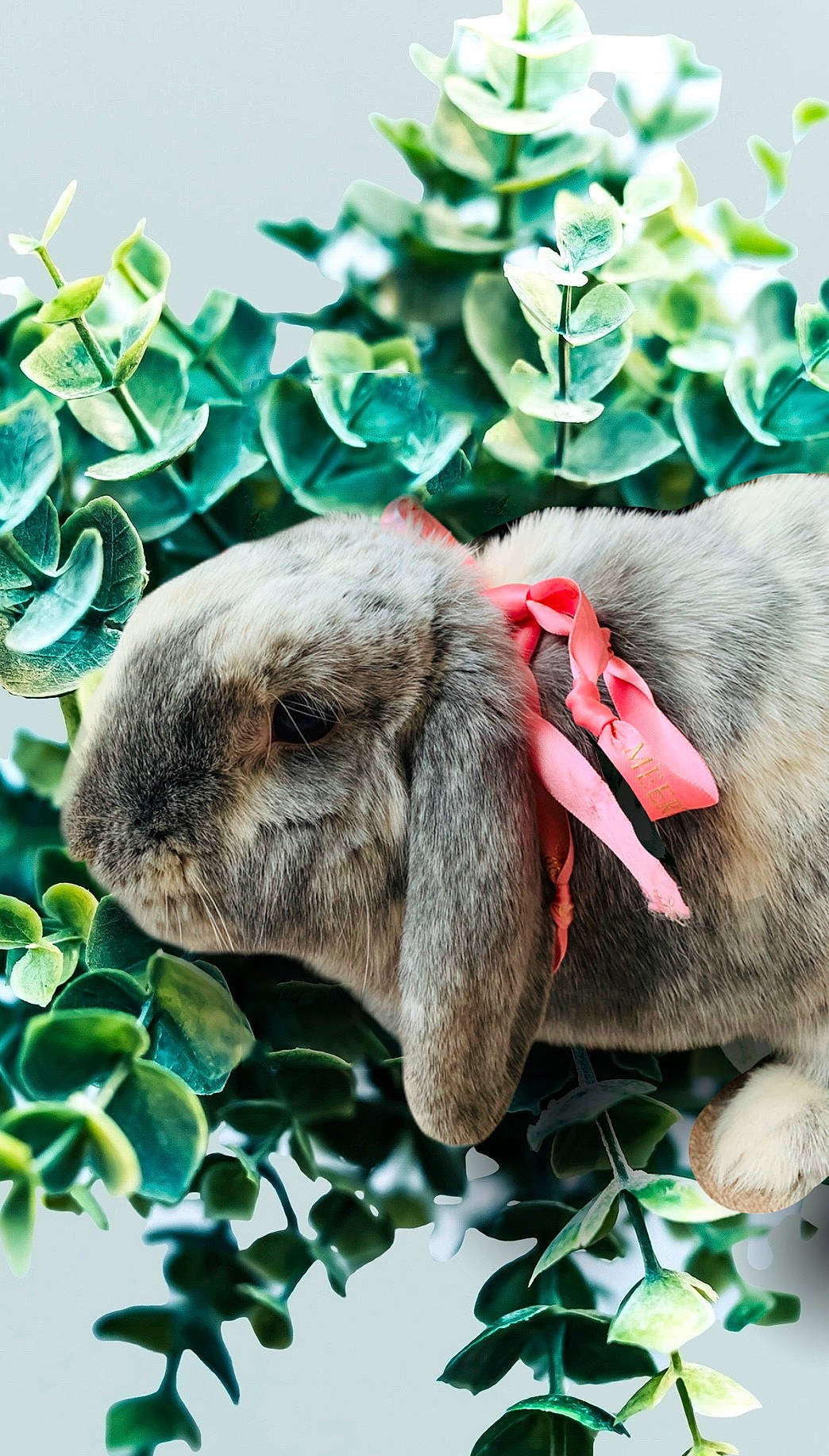 Flocon a rejoint le concours — aidez-le/la à gagner de superbes lots ! domestic_rabbit, ear, hare, plant, rabbit, rabbits_and_hares, snout, wildlife