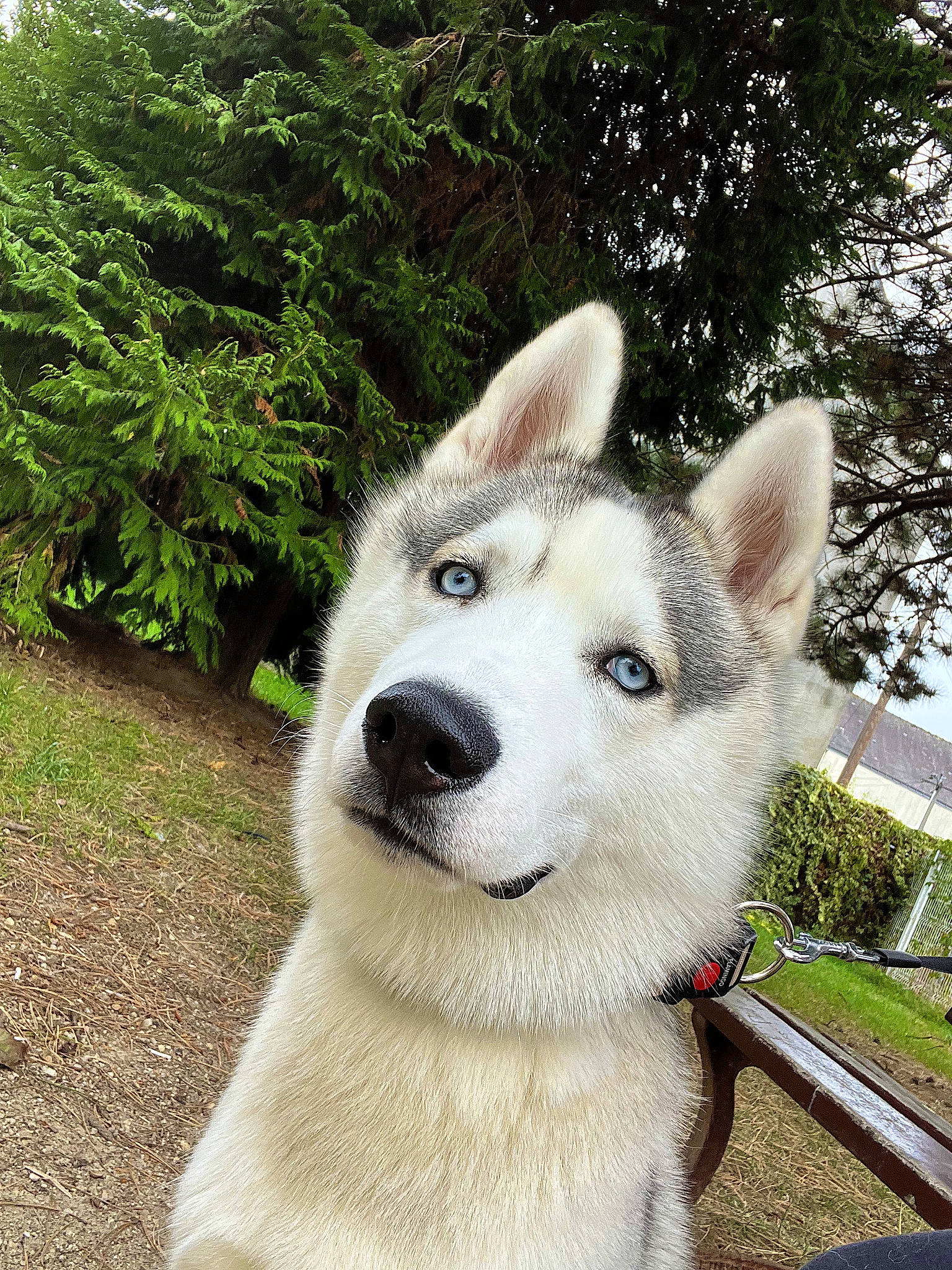 Saïcko a rejoint le concours — aidez-le/la à gagner de superbes lots ! canidae, canis, carnivore, collar, companion_dog, dog, dog_breed, fawn, fur, grass, plant, sled_dog, snout, sporting_group, tail, terrestrial_animal, tree, whiskers, working_animal, working_dog