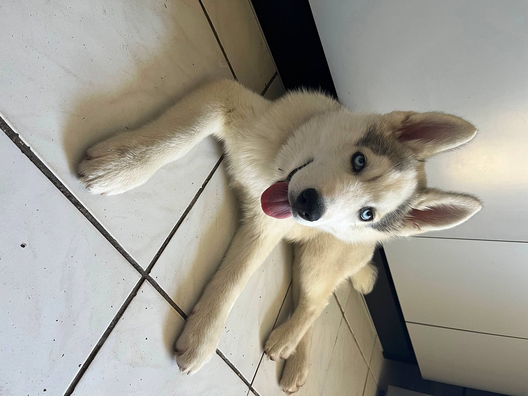 Saïcko participe au concours pour gagner de l'argent avec cette photo : carnivore, claw, companion_dog, dog, dog_breed, fawn, felidae, flooring, fur, non_sporting_group, paw, small_to_medium_sized_cats, tail, whiskers, working_animal