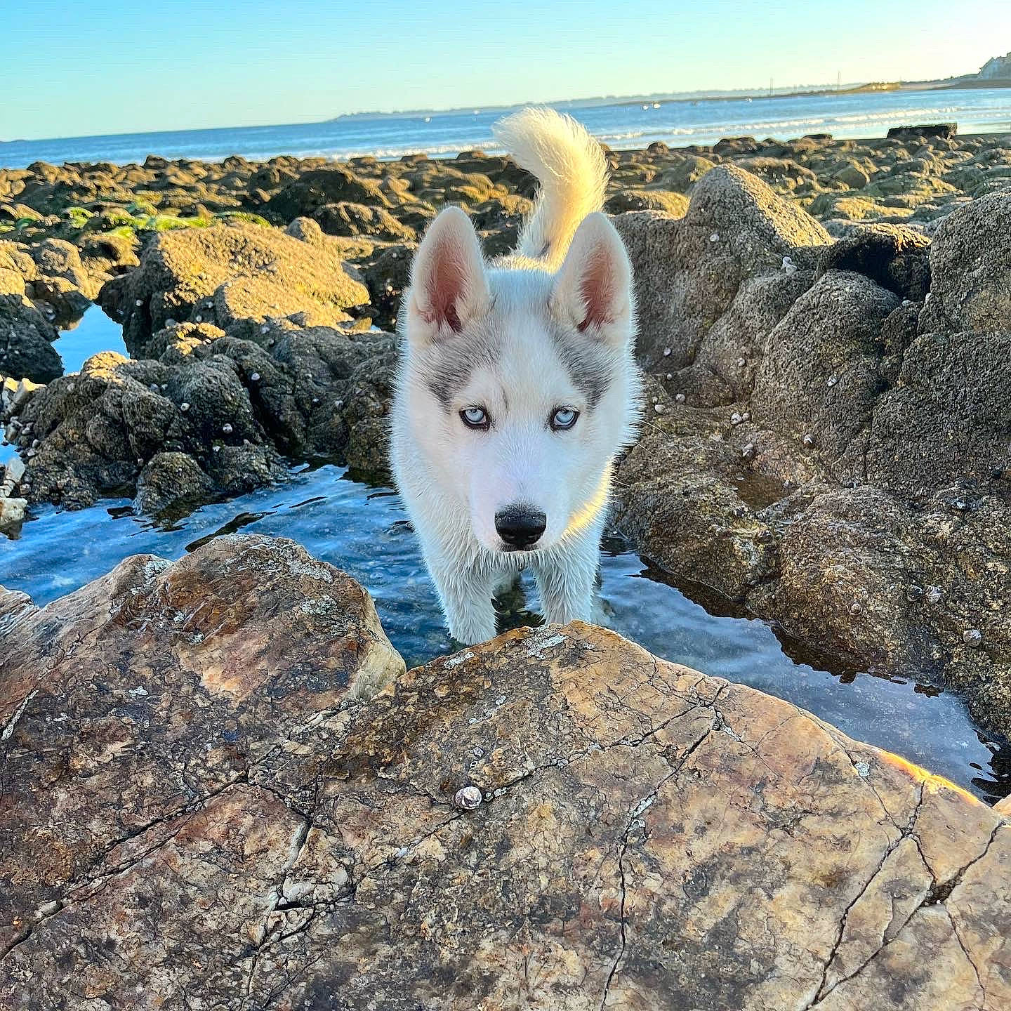 Saïcko participe au concours pour gagner de l'argent avec cette photo : bedrock, canidae, canis, carnivore, cloud, companion_dog, dog, dog_breed, fur, herding_dog, horizon, ice_cap, landscape, mountain, ocean, rock, sky, sporting_group, water, winter