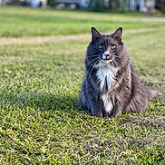 Ralphie joined the competition — help win amazing prizes! cat, gray_cat, white_fur, green_eyes, fluffy, sitting, grass, outdoor, nature, daylight, animal, pet, whiskers, fur, field, blurred_background, calm, looking, mammal, cute