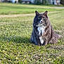 cat, gray_cat, white_fur, green_eyes, fluffy, sitting, grass, outdoor, nature, daylight, animal, pet, whiskers, fur, field, blurred_background, calm, looking, mammal, cute