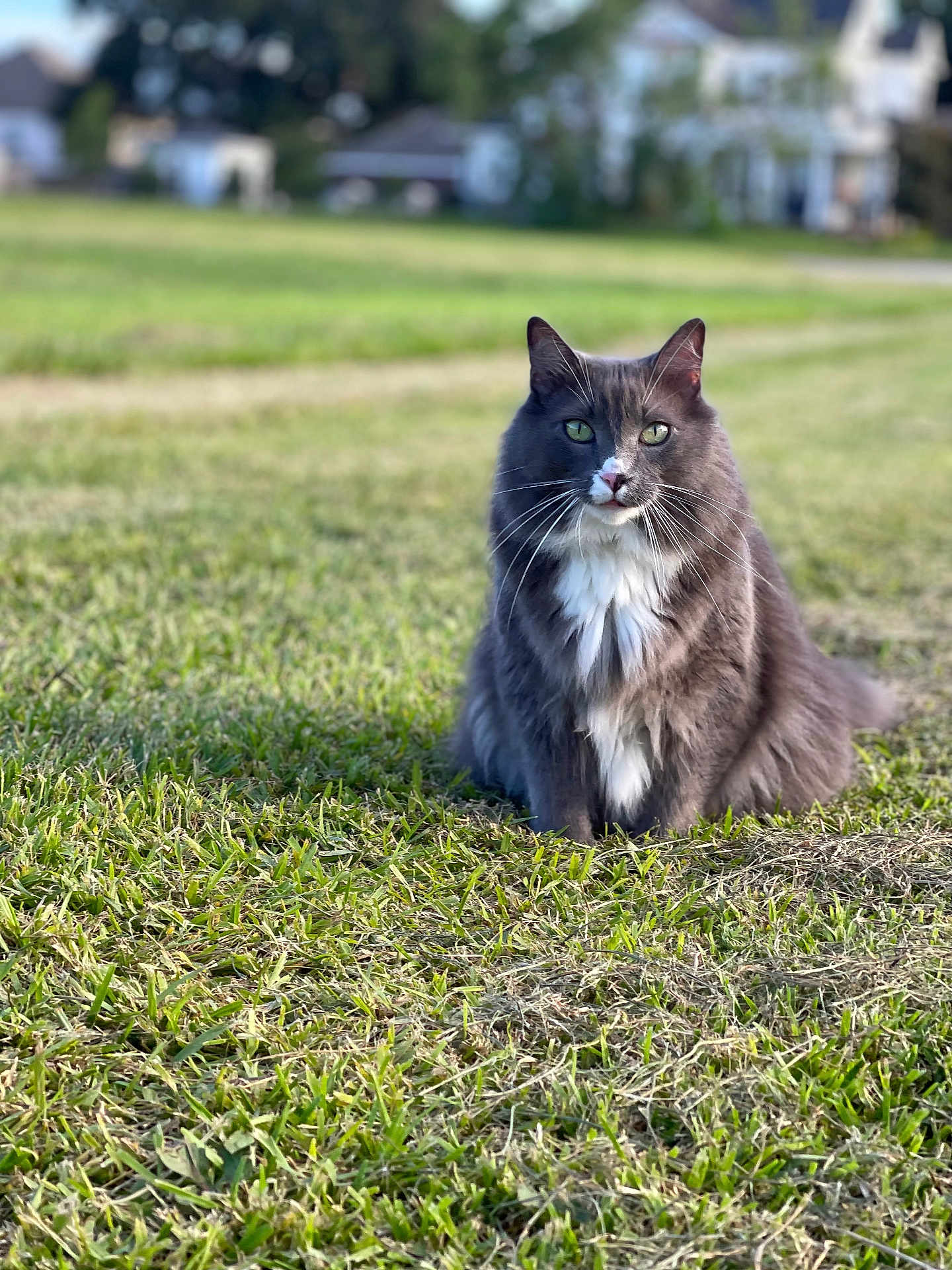 Ralphie joined the competition — help win amazing prizes! cat, gray_cat, white_fur, green_eyes, fluffy, sitting, grass, outdoor, nature, daylight, animal, pet, whiskers, fur, field, blurred_background, calm, looking, mammal, cute