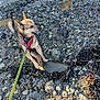 animal, canine, daylight, dog, ears, fur, leash, nature, outdoor, pet, playful, red_harness, rocky_beach, sand, seaweed, sitting, smiling, stick, stones, tongue