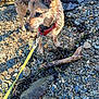 Mya a rejoint le concours — aidez-le/la à gagner de superbes lots ! animal, canine, curious, dog, ear, fur, harness, leash, nature, outdoor, pebbles, pet, rocks, seaweed, shoe, shore, snout, walking, water, wet