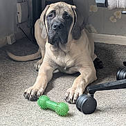 George joined the competition — help win amazing prizes! animal, brown_dog, calm, carpet, chew_toy, cute, dog, floor, furniture, home, indoor, large_dog, mammal, office_chair, paw, pet, puppy, resting, toy, wallpaper