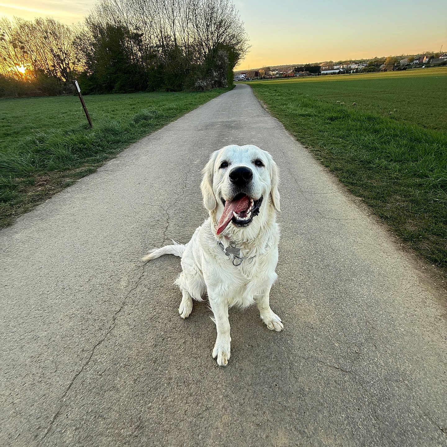 Vulco a rejoint le concours — aidez-le/la à gagner de superbes lots ! animal, canine, collar, dog, field, golden_retriever, grass, happy, nature, outdoor, path, pet, road, rural, sitting, sky, sunlight, sunset, tongue_out, trees