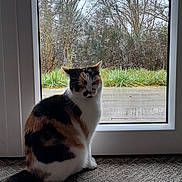 Suzy participe au concours pour gagner de l'argent avec cette photo : animal, calico, calm, carpet, cat, daylight, domestic, fur, glass_door, grass, home, indoor, looking_out, nature, outdoor, pet, quiet, sitting, trees, window