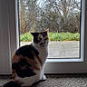 animal, calico, calm, carpet, cat, daylight, domestic, fur, glass_door, grass, home, indoor, looking_out, nature, outdoor, pet, quiet, sitting, trees, window