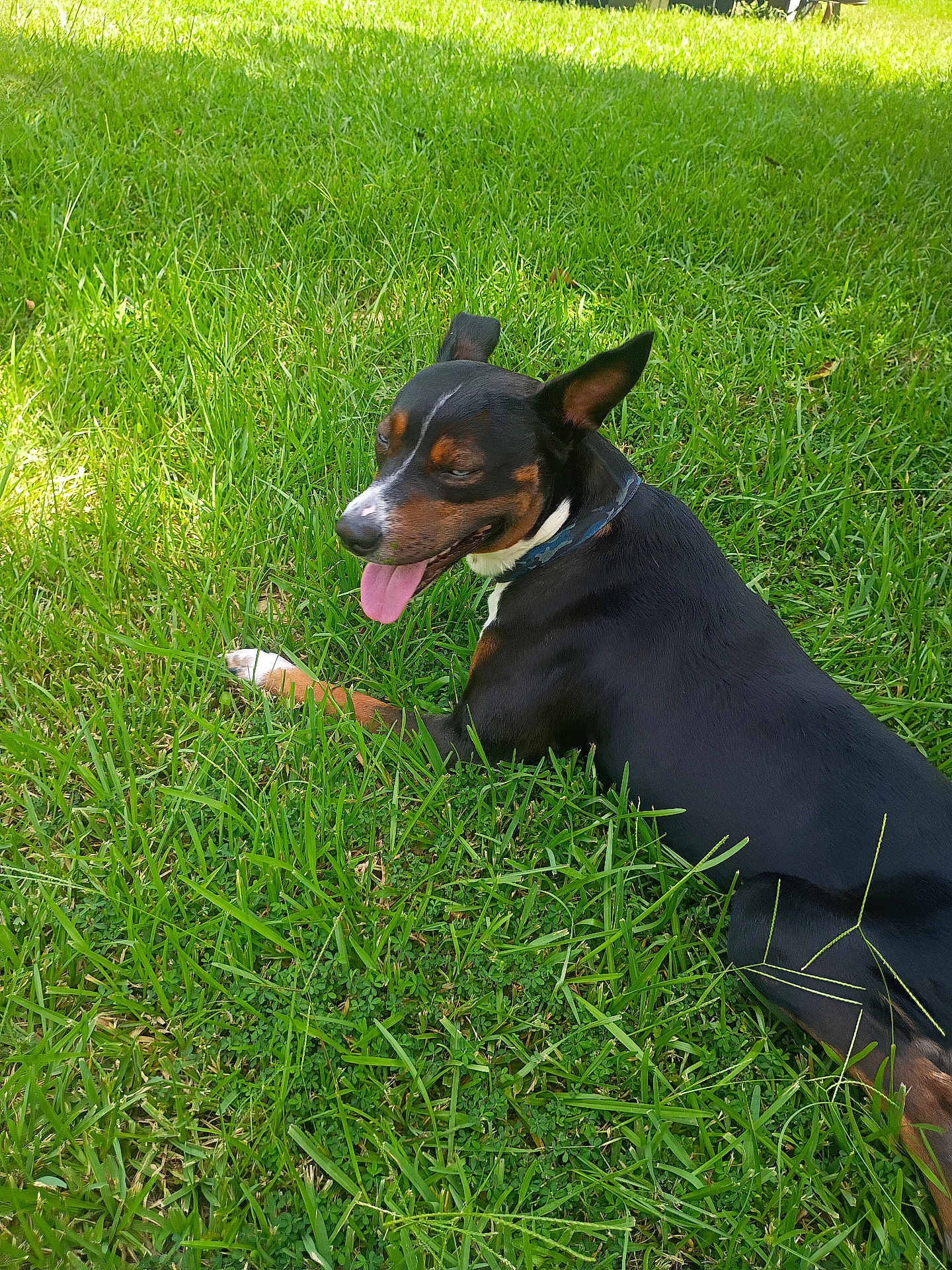 Donkey is registered to the contest to win money with this photo: dog, grass, outdoor, pet, animal, lying_down, tongue_out, happy, sunlight, collar, nature, green, mammal, canine, summer, relaxed, playful, daytime, ears_up, resting