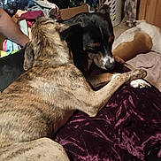 Donkey joined the competition — help win amazing prizes! dog, indoor, blanket, furniture, pet, snuggling, brown, black, white, cozy, animal, resting, laying_down, companion, room, plush, canine, relaxing, fur, home