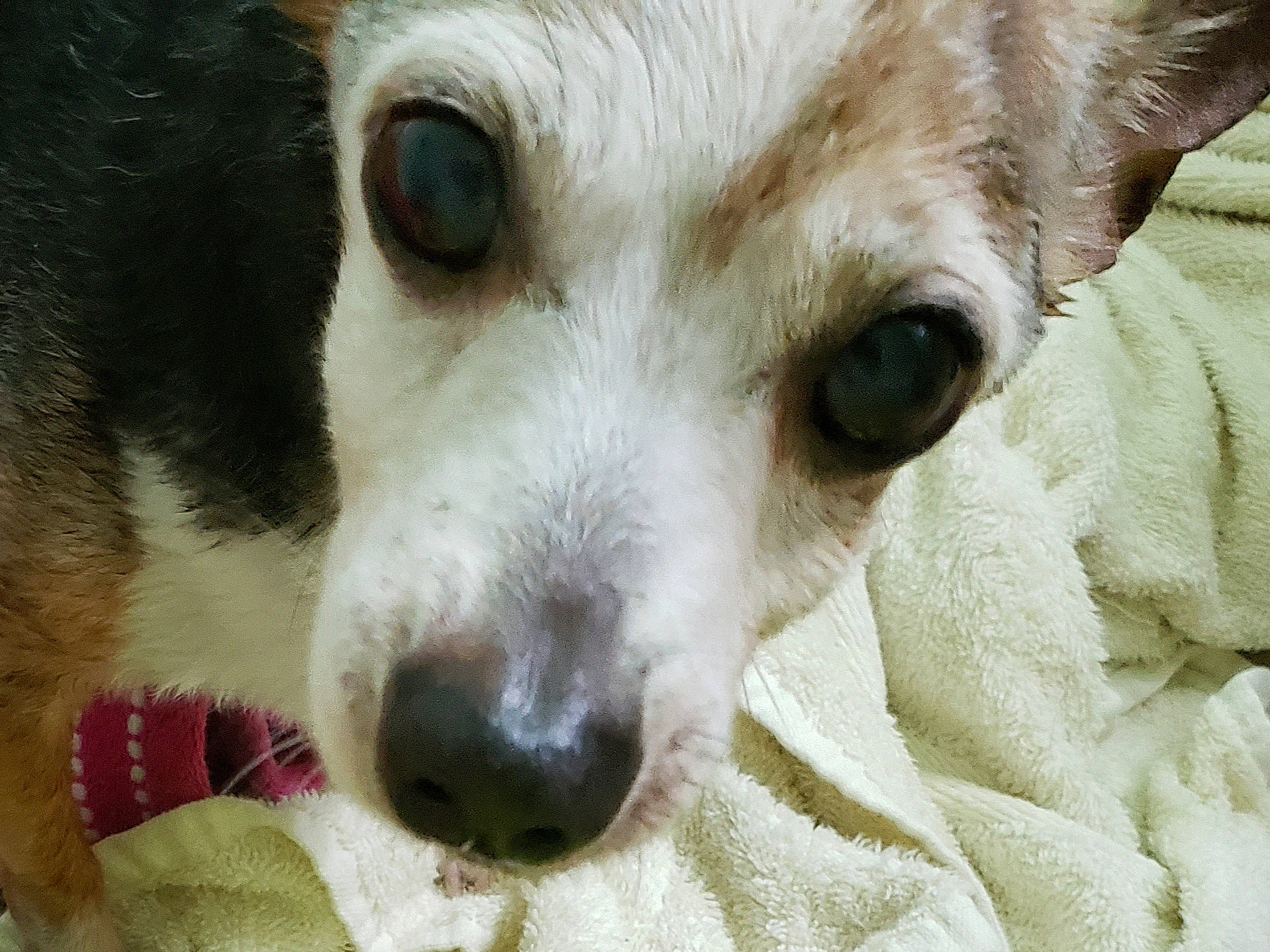 Dipstick is registered to the contest to win money with this photo: canidae, carnivore, companion_dog, corgi_chihuahua, dog, dog_breed, mammal, miniature_fox_terrier, rare_breed_dog, rat_terrier, russell_terrier, snout, teddy_roosevelt_terrier, toy_fox_terrier, vertebrate, whiskers