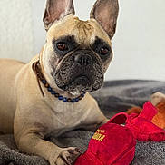 Rachel participe au concours pour gagner de l'argent avec cette photo : dog, french_bulldog, pet, animal, toy, red_toy, blanket, indoor, closeup, paw, brown_eyes, collar, beige_fur, cute, resting, focused, portrait, fur, canine, domestic_animal