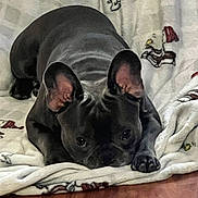 Coco is registered to the contest to win money with this photo: dog, black_dog, blanket, indoor, floor, pet, canine, ears, lying_down, curious, cozy, home, animal, cute, resting, looking_up, furniture, comfort, playful, companion