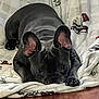 dog, black_dog, blanket, indoor, floor, pet, canine, ears, lying_down, curious, cozy, home, animal, cute, resting, looking_up, furniture, comfort, playful, companion