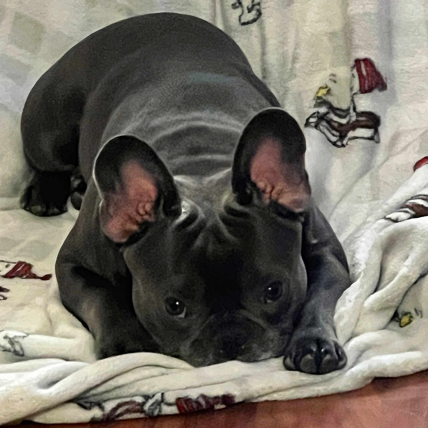 Coco is registered to the contest to win money with this photo: animal, black_dog, blanket, canine, comfort, companion, cozy, curious, cute, dog, ears, floor, furniture, home, indoor, looking_up, lying_down, pet, playful, resting