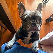 Coco is registered to the contest to win money with this photo: animal, black, brown, close_up, companion, curious, cute, dog, ears, french_bulldog, friendly, indoor, knees, looking_up, paws, person, pet, puppy, white, wooden_floor