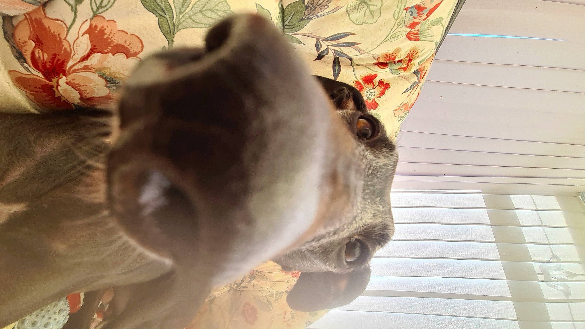 River joined the competition — help win amazing prizes! dog_breed, eyewear, fashion_accessory, fawn, felidae, fur, linens, mammal, plant, room, small_to_medium_sized_cats, snout, tail, vertebrate, visual_arts, whiskers