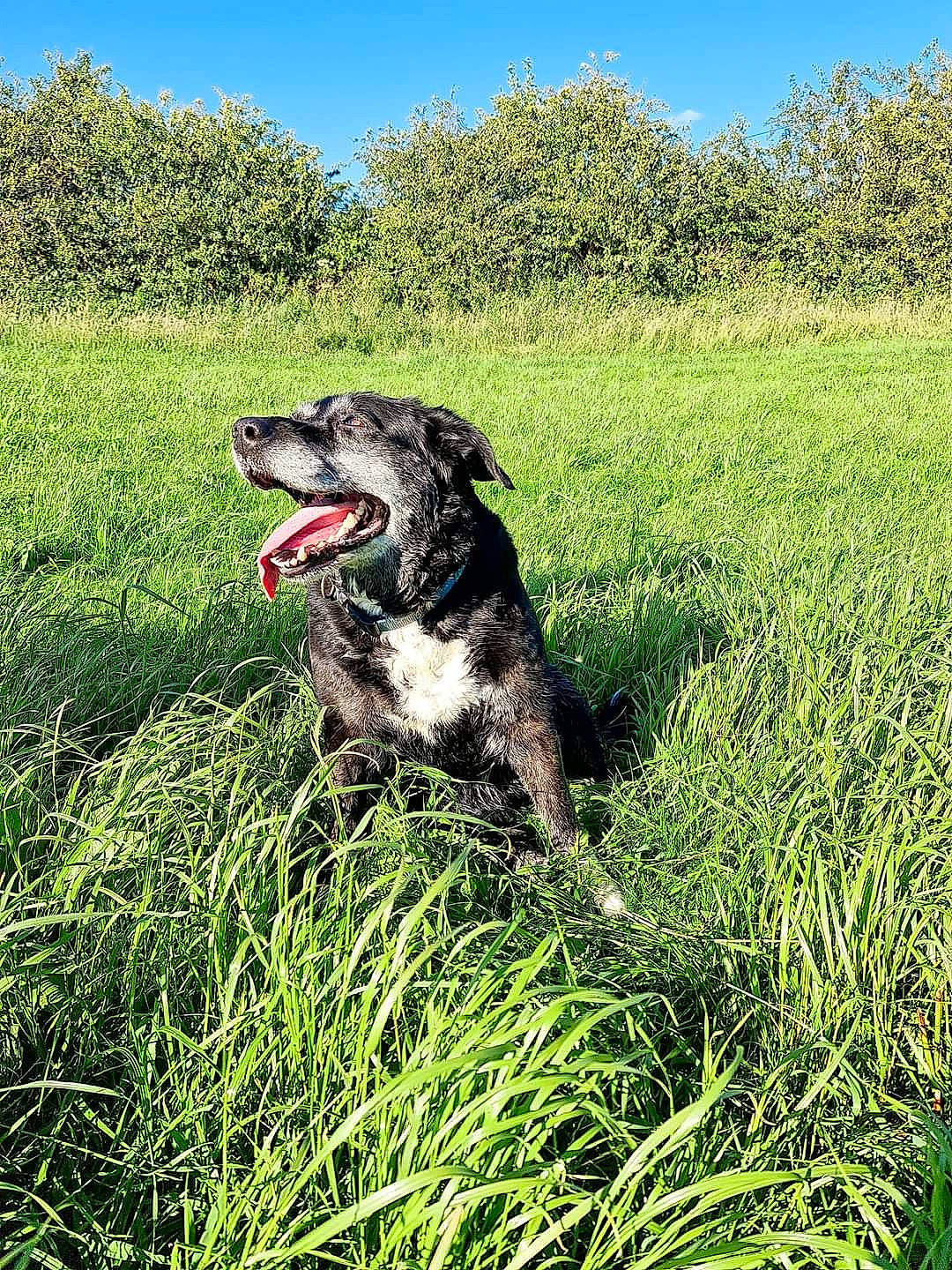 Sasha is registered to the contest to win money with this photo: canidae, carnivore, collar, companion_dog, dog, dog_breed, fur, grass, grassland, happy, herding_dog, pasture, people_in_nature, plant, sky, snout, sporting_group, tree, working_animal, working_dog