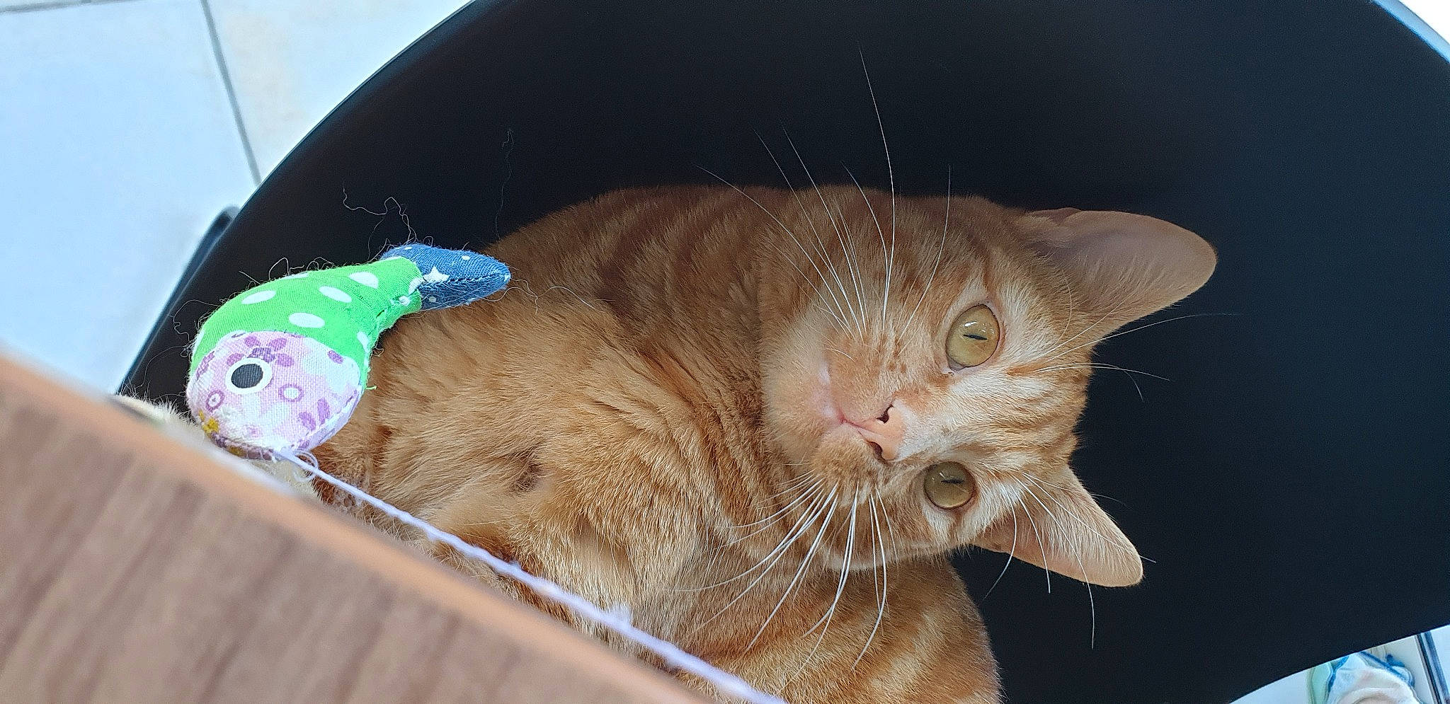 Willow a rejoint le concours — aidez-le/la à gagner de superbes lots ! carnivore, cat, domestic_short_haired_cat, electric_blue, fawn, felidae, fish, fur, pet_supply, small_to_medium_sized_cats, snout, tail, whiskers