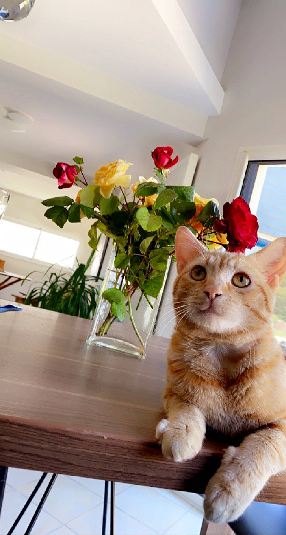Willow participe au concours pour gagner de l'argent avec cette photo : artificial_flower, carnivore, cat, fawn, felidae, flooring, flower, flowerpot, houseplant, orange, petal, plant, rose, small_to_medium_sized_cats, table, vase, whiskers, window, wood, yellow