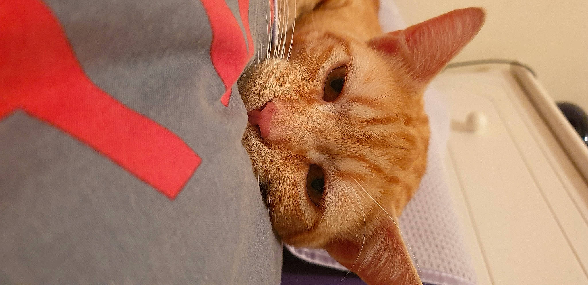 Willow participe au concours pour gagner de l'argent avec cette photo : carnivore, cat, claw, comfort, domestic_short_haired_cat, ear, eye, fawn, felidae, fur, nap, paw, small_to_medium_sized_cats, snout, tail, whiskers