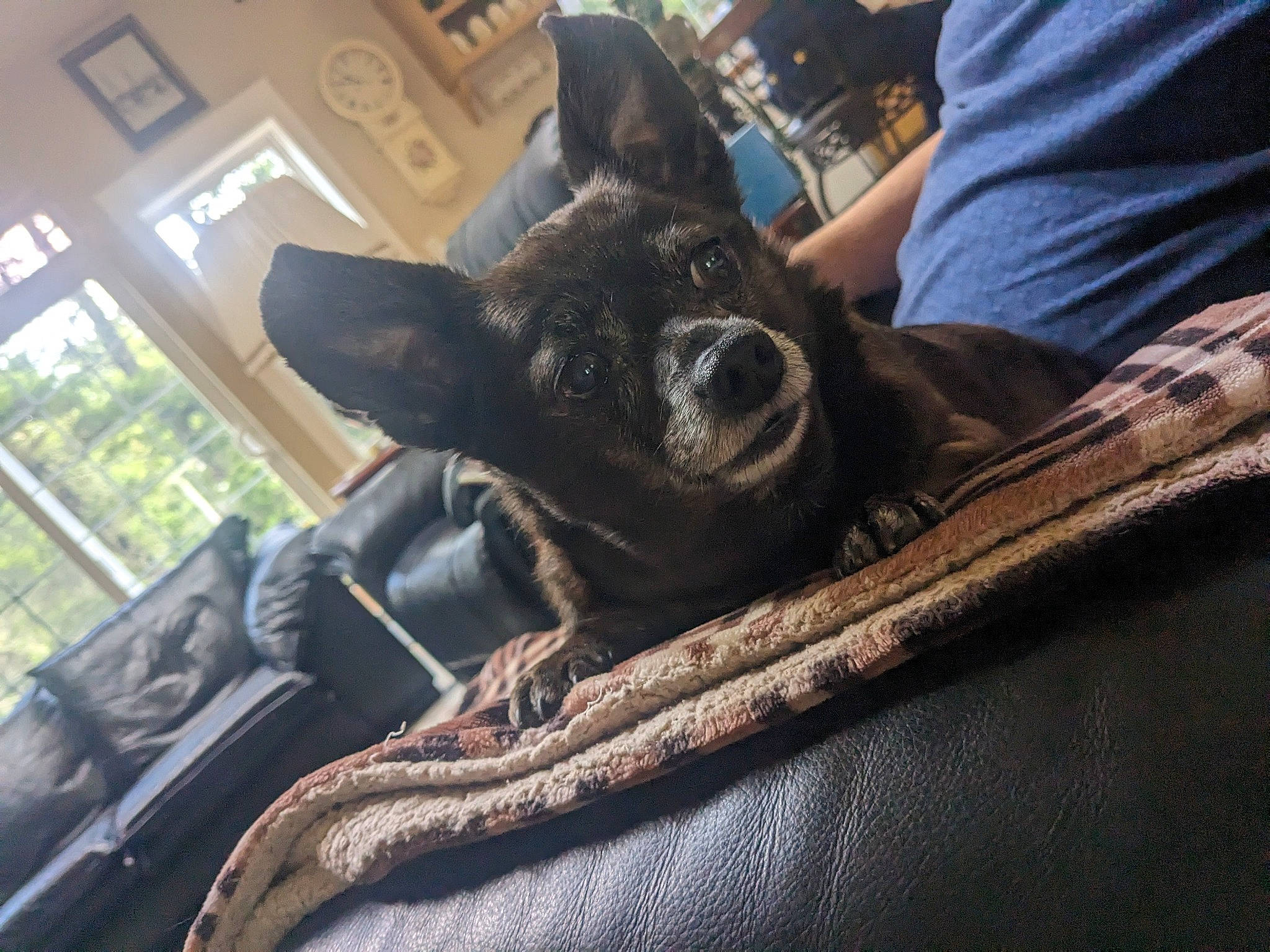 Treenie is registered to the contest to win money with this photo: auto_part, canidae, carnivore, companion_dog, dog, dog_breed, fawn, felidae, fur, human_leg, metal, motor_vehicle, sitting, small_to_medium_sized_cats, snout, sporting_group, whiskers, window, wood, working_animal