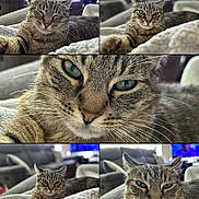 Chloe is registered to the contest to win money with this photo: animal, blanket, cat, close_up, collage, couch, cozy, curious, domestic_animal, fur, furniture, indoor, living_room, pet, portrait, relaxed, resting, sleepy, tabby_cat, whiskers