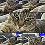 animal, blanket, cat, close_up, collage, couch, cozy, curious, domestic_animal, fur, furniture, indoor, living_room, pet, portrait, relaxed, resting, sleepy, tabby_cat, whiskers