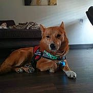 Maria John is registered to the contest to win money with this photo: dog, service_animal, brown_dog, indoor, floor, resting, collar, tag, furniture, couch, blanket, wooden_floor, pet, canine, animal, living_room, relaxed, calm, domestic, companion