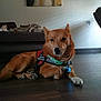 dog, service_animal, brown_dog, indoor, floor, resting, collar, tag, furniture, couch, blanket, wooden_floor, pet, canine, animal, living_room, relaxed, calm, domestic, companion