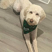 Ozzy Holmes is registered to the contest to win money with this photo: dog, canine, pet, bandana, lying_down, floor, indoor, fur, cream_color, looking_up, cute, animal, mammal, companion, ears, tail, nose, paws, domestic, friendly