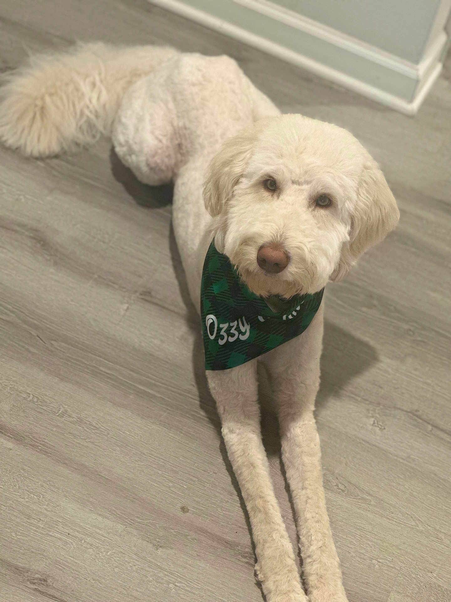Ozzy Holmes is registered to the contest to win money with this photo: dog, canine, pet, bandana, lying_down, floor, indoor, fur, cream_color, looking_up, cute, animal, mammal, companion, ears, tail, nose, paws, domestic, friendly