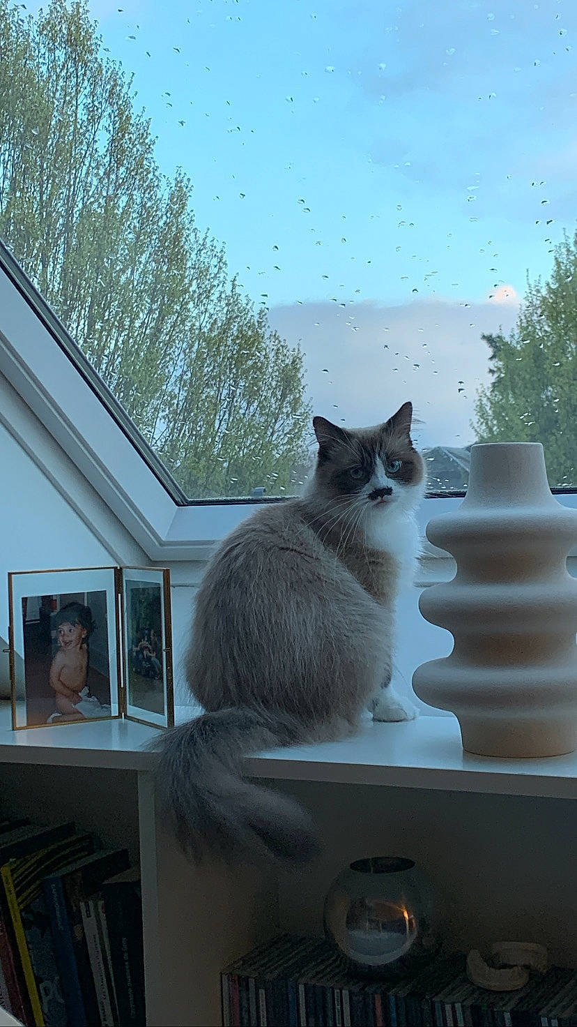 Shanna participe au concours pour gagner de l'argent avec cette photo : bookcase, carnivore, cat, cloud, domestic_short_haired_cat, felidae, fur, grey, house, picture_frame, plant, roof, sitting, sky, small_to_medium_sized_cats, tail, tree, whiskers, window, wood