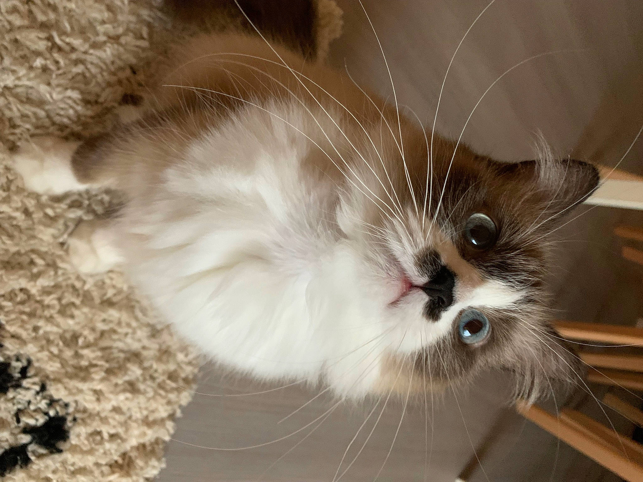 Shanna a rejoint le concours — aidez-le/la à gagner de superbes lots ! carnivore, cat, claw, domestic_short_haired_cat, fawn, felidae, foot, fur, iris, paw, photo_caption, small_to_medium_sized_cats, snout, tail, terrestrial_animal, whiskers