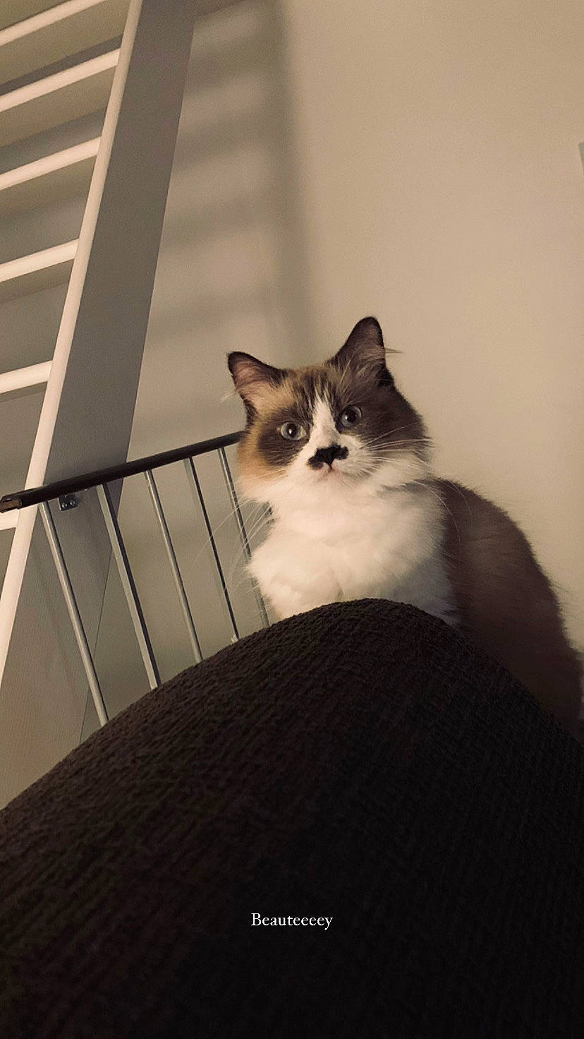 Shanna a rejoint le concours — aidez-le/la à gagner de superbes lots ! box, carnivore, cat, ceiling, domestic_short_haired_cat, door, eye, felidae, formal_wear, fur, sitting, sky, small_to_medium_sized_cats, stairs, tail, tints_and_shades, tree, whiskers, window, wood