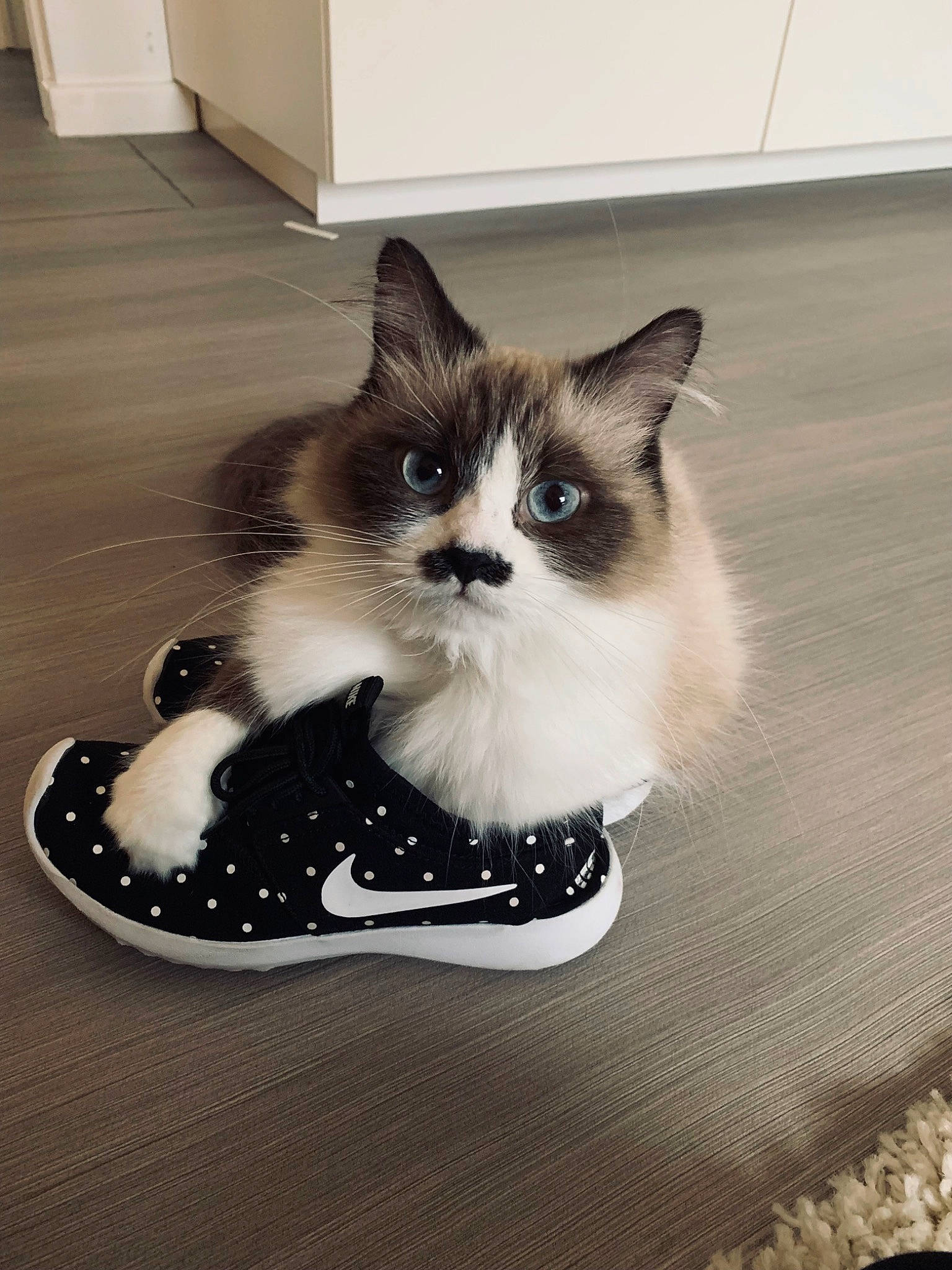 Shanna a rejoint le concours — aidez-le/la à gagner de superbes lots ! box, carnivore, cat, cat_supply, companion_dog, domestic_short_haired_cat, fawn, felidae, flooring, fur, hardwood, packaging_and_labeling, paw, pet_supply, photo_caption, sitting, small_to_medium_sized_cats, snout, tail, whiskers