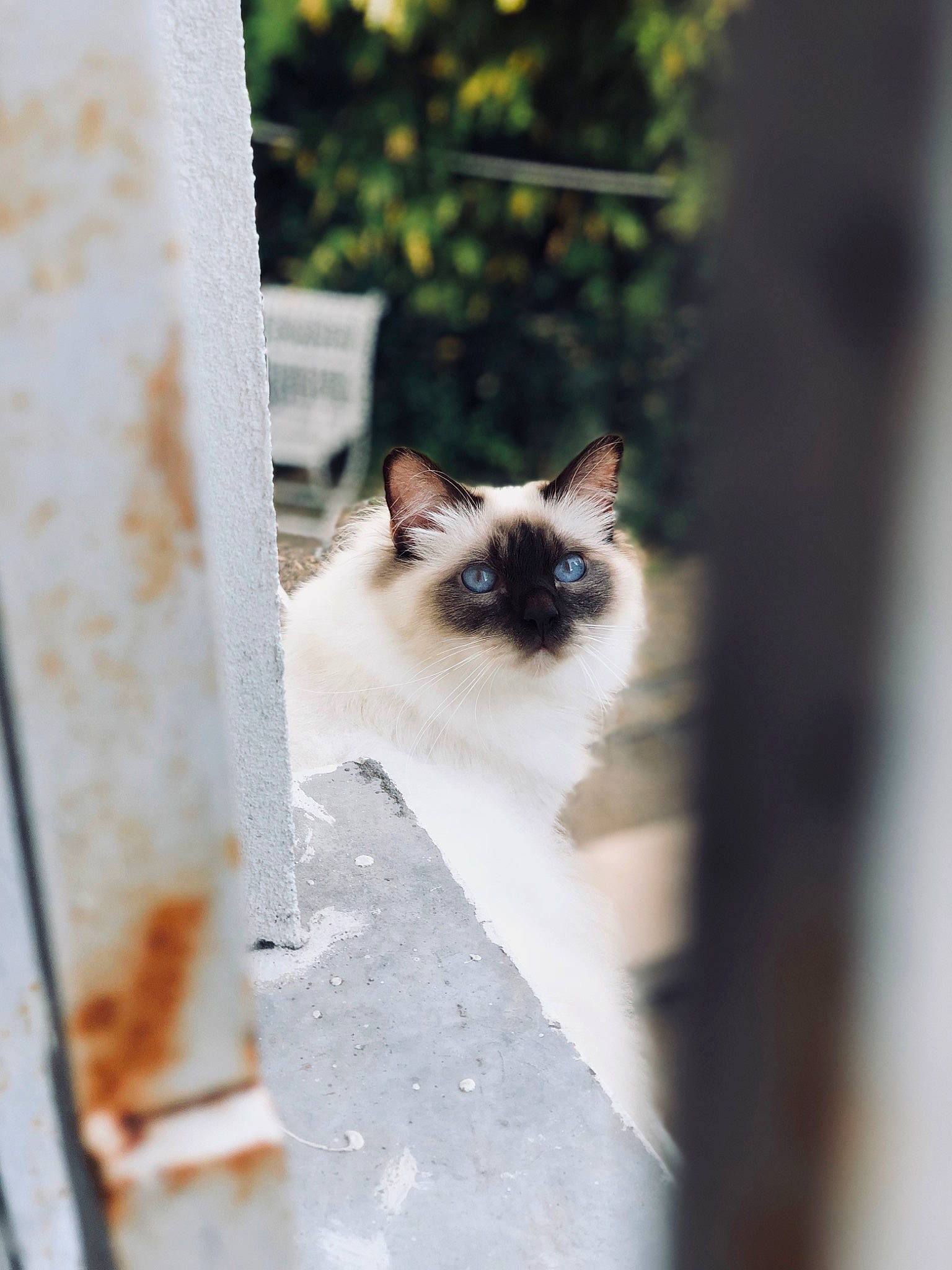 Nouba participe au concours pour gagner de l'argent avec cette photo : balinese, birman, carnivore, cat, eye, fawn, felidae, fur, grass, iris, plant, siamese, small_to_medium_sized_cats, snout, tail, thai, tonkinese, tree, whiskers, wood
