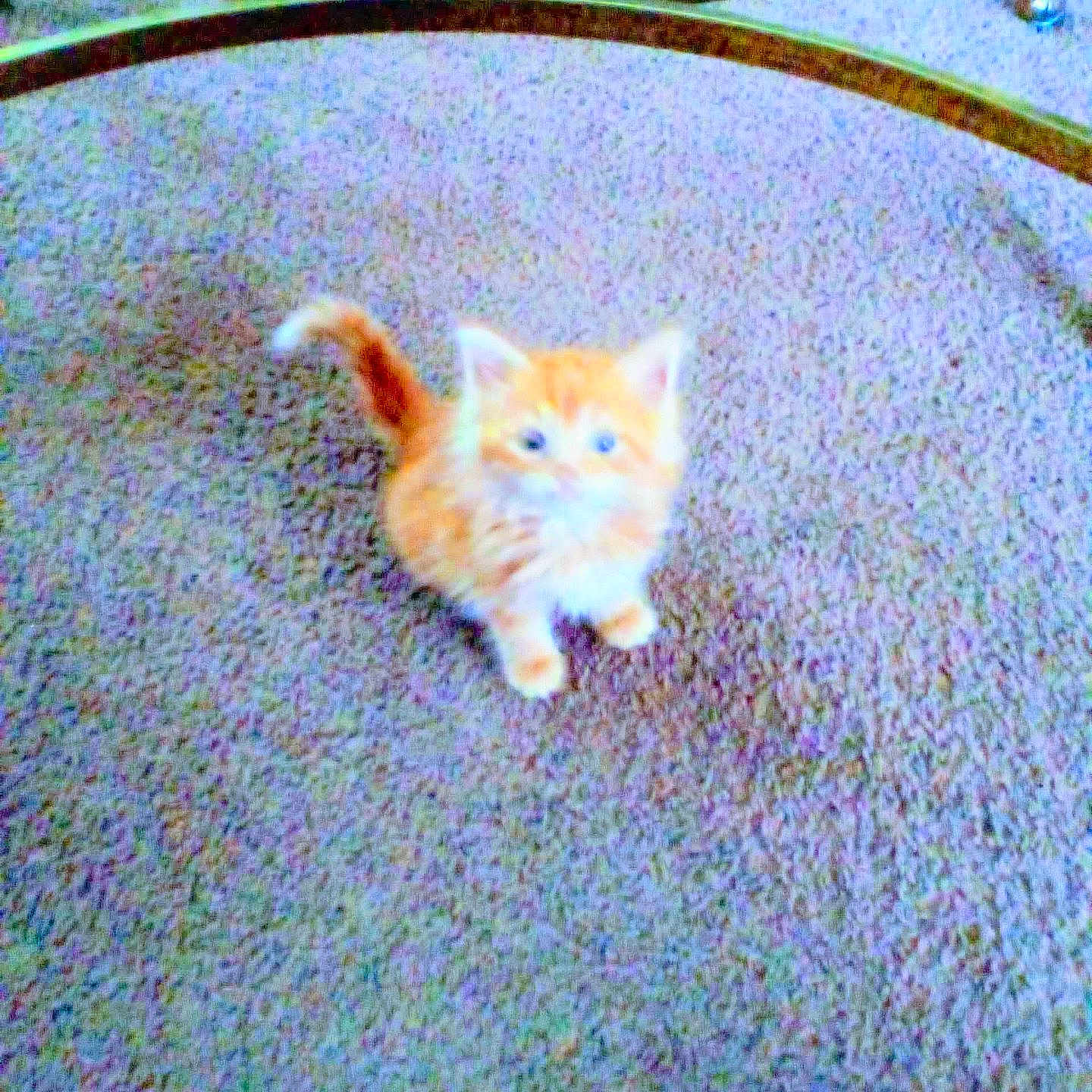Lil Momma is registered to the contest to win money with this photo: animal, carpet, cat, cozy, curious, cute, floor, fluffy, furniture, glass_table, home, indoor, kitten, looking_up, metal_legs, orange_cat, pet, small_animal, table, young_cat
