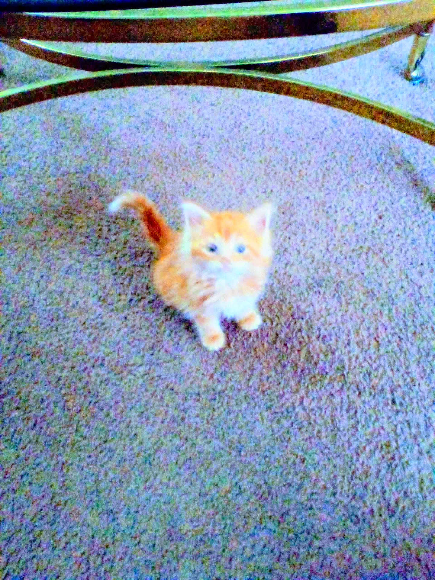 Lil Momma is registered to the contest to win money with this photo: kitten, cat, orange_cat, carpet, indoor, furniture, table, glass_table, metal_legs, floor, small_animal, pet, curious, fluffy, cute, young_cat, looking_up, home, cozy, animal