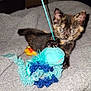 kitten, cat, tortoiseshell, pet, toy, blanket, indoor, paws, whiskers, eyes, fur, closeup, playful, small_animal, cozy, bed, portrait, blue_teal_toy, clawing, nightshot