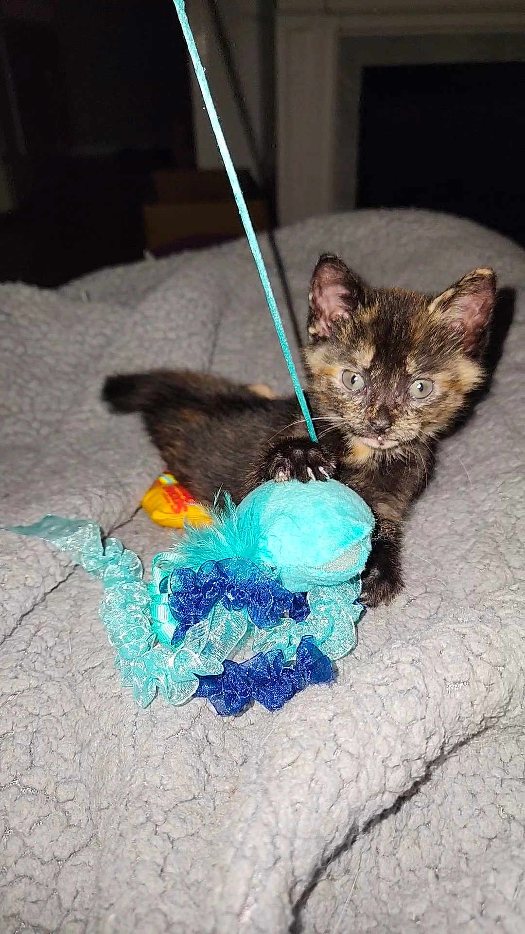 Lola joined the competition — help win amazing prizes! kitten, cat, tortoiseshell, pet, toy, blanket, indoor, paws, whiskers, eyes, fur, closeup, playful, small_animal, cozy, bed, portrait, blue_teal_toy, clawing, nightshot