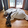 Lola joined the competition — help win amazing prizes! cat, tortoiseshell, blanket, fluffy_blanket, hardwood_floor, wood_floor, sliding_glass_door, window, curtains, deck, outdoor_chairs, patio, sunlight, pet, lounging, cozy, indoor, sleeping, stretched_out, fur