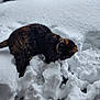 cat, tortoiseshell_cat, snow, winter, outdoors, feline, paws, whiskers, fur, cold, exploring, curiosity, pet, animal, portrait, depth_of_field, blanket_of_snow, white, texture, nature