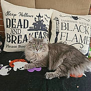Demi is registered to the contest to win money with this photo: animal, brick_wall, cat, closeup, cozy, cushion, cute, decor, feline, fluffy_cat, ghost, gray_cat, halloween, indoor, laying, pet, pillow, relaxed, sofa, text