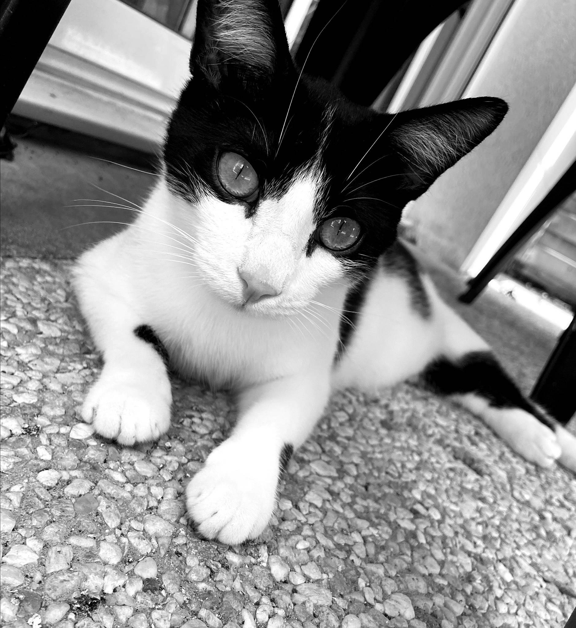 Rapido participe au concours pour gagner de l'argent avec cette photo : black_and_white, carnivore, cat, claw, domestic_short_haired_cat, felidae, foot, fur, gesture, human_leg, iris, leg, monochrome, monochrome_photography, paw, small_to_medium_sized_cats, snout, style, tail, whiskers