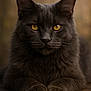 animal, cat, closeup, cute, domestic_animal, feline, focused, fur, gray_cat, indoor, looking, paws, pet, portrait, relaxed, soft_light, table, whiskers, wood, yellow_eyes