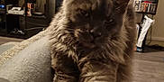 Vénus a rejoint le concours — aidez-le/la à gagner de superbes lots ! animal, architecture, art, building, cat, computerhardware, couch, electronics, furniture, hardware, indoors, interiordesign, livingroom, monitor, painting, photoframe, room, screen, tv, wood