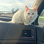 Athena a rejoint le concours — aidez-le/la à gagner de superbes lots ! cat, white_cat, heterochromia, car_interior, dashboard, animal, pet, feline, window, sky, sunlight, road, vehicle, curious, fluffy, domestic_cat, travel, transport, sitting, closeup