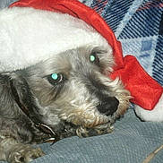 Jessie is registered to the contest to win money with this photo: dog, santa_hat, pet, animal, fur, collar, closeup, indoor, cozy, blanket, resting, cute, holiday, christmas, portrait, mammal, domestic_animal, snout, ears, sleepy